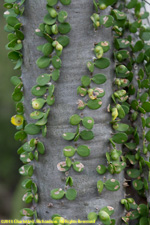 closeup of cactus tree